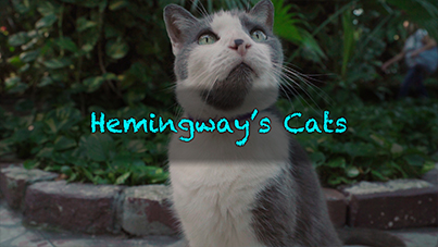 Hemingway's Cats